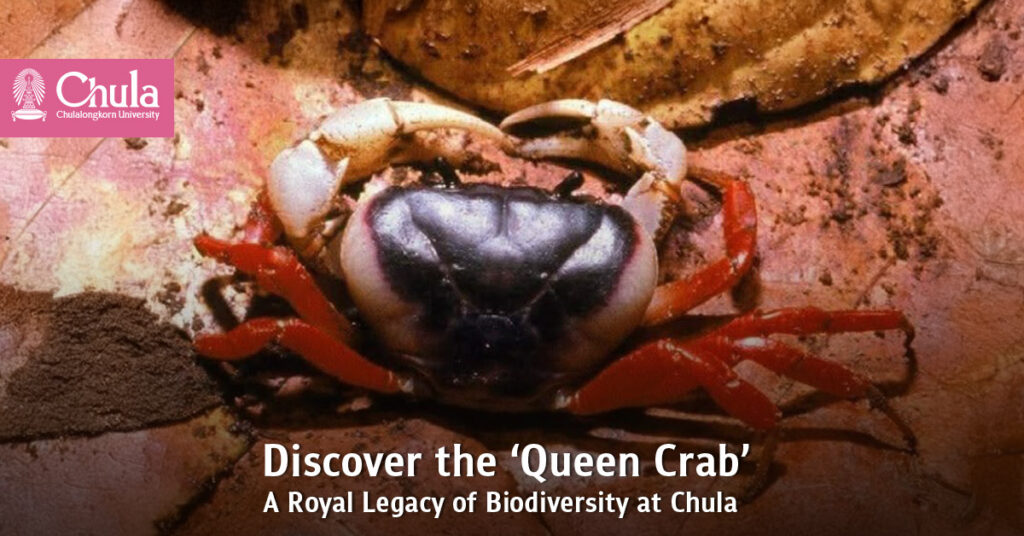 Discover the ‘Queen Crab’: A Royal Legacy of Biodiversity at Chulalongkorn University 