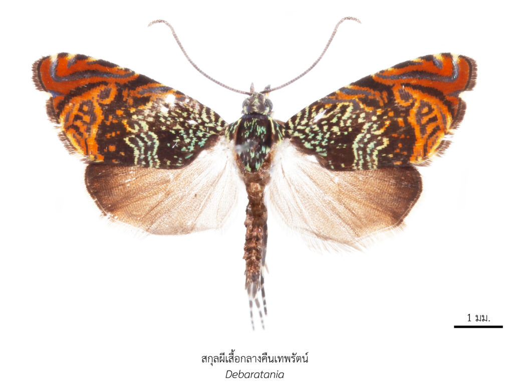 Chula Announces Discovery of 43 New Species to the World