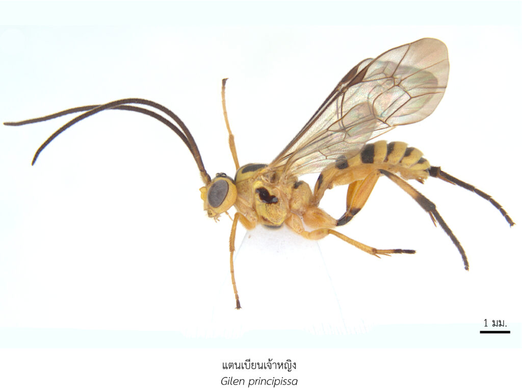 Chula Announces Discovery of 43 New Species to the World