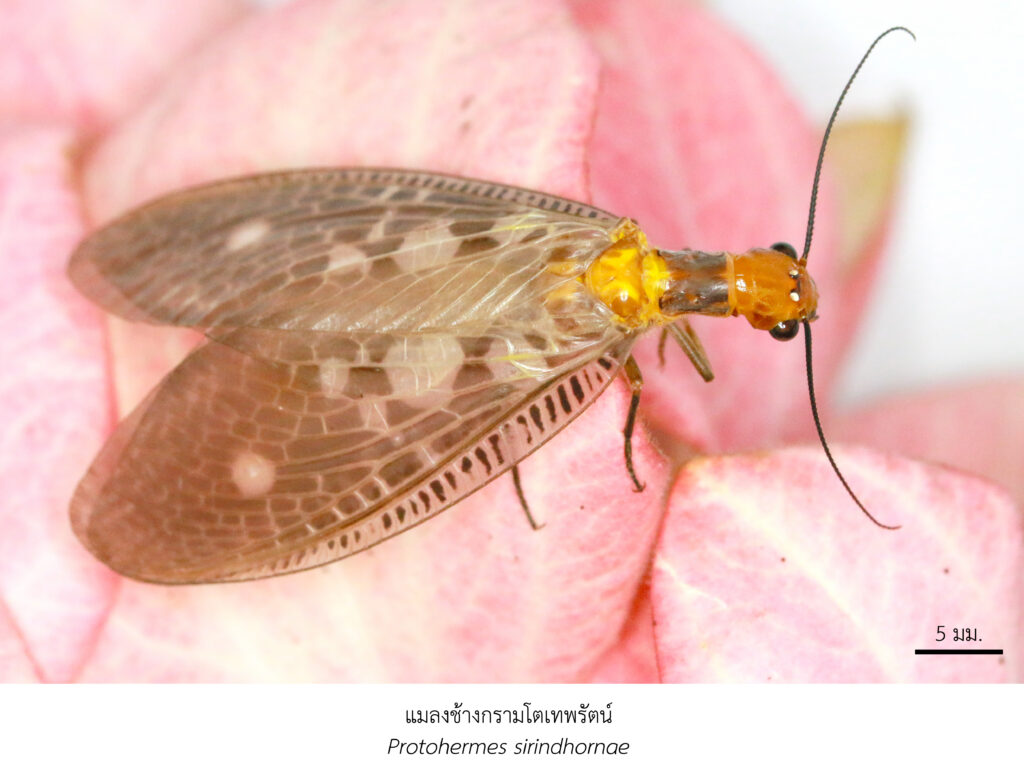 Chula Announces Discovery of 43 New Species to the World