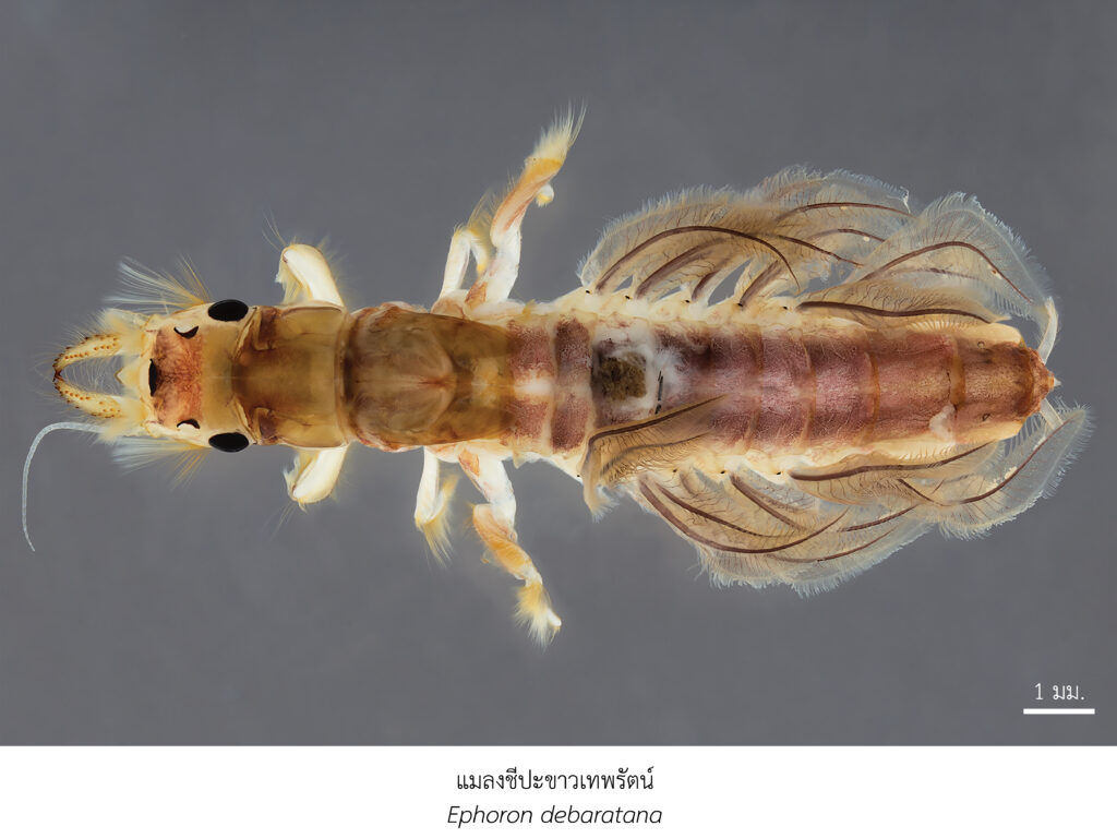 Chula Announces Discovery of 43 New Species to the World