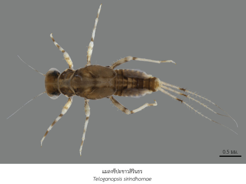 Chula Announces Discovery of 43 New Species to the World