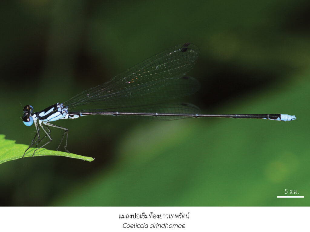 Chula Announces Discovery of 43 New Species to the World