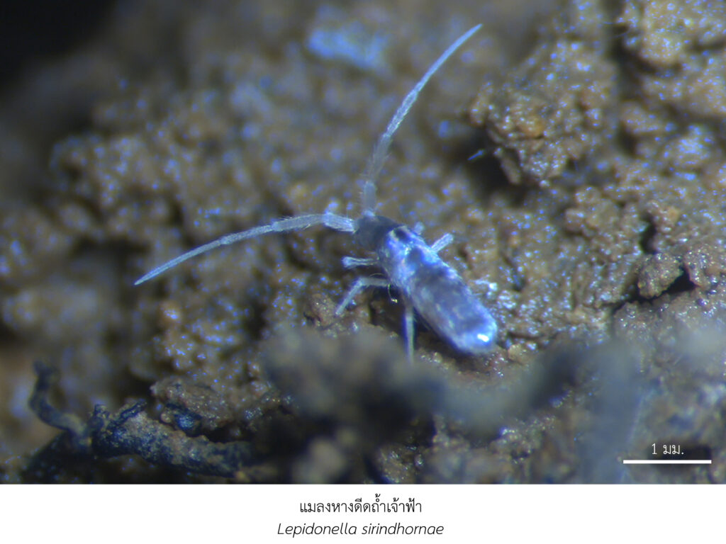 Chula Announces Discovery of 43 New Species to the World