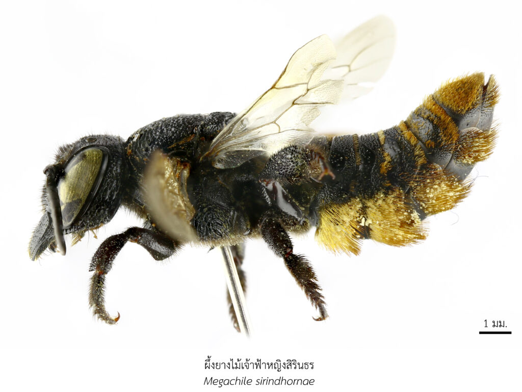 Chula Announces Discovery of 43 New Species to the World