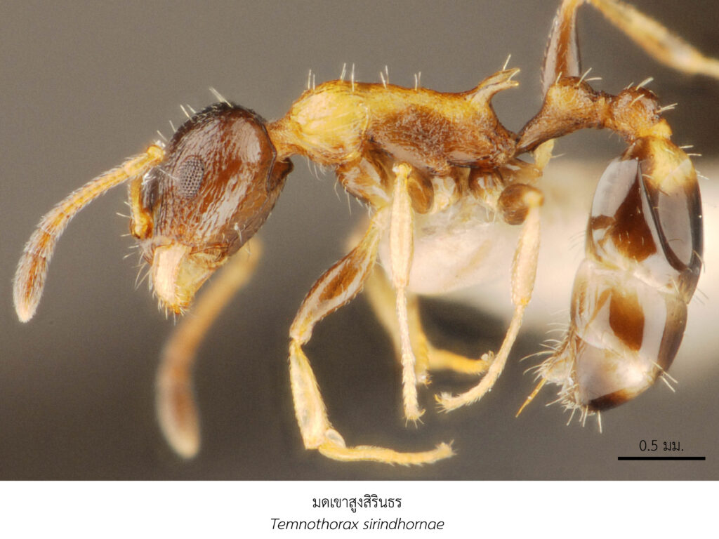 Chula Announces Discovery of 43 New Species to the World