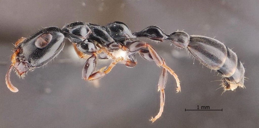 Chula Announces Discovery of 43 New Species to the World