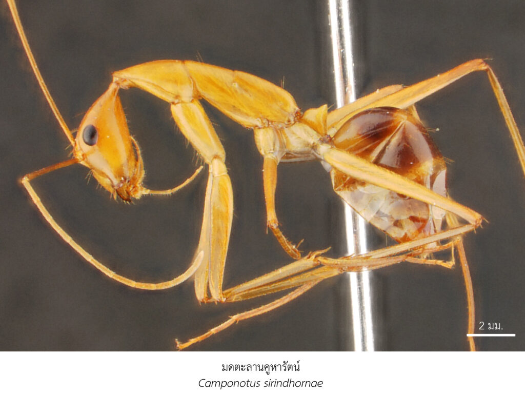 Chula Announces Discovery of 43 New Species to the World