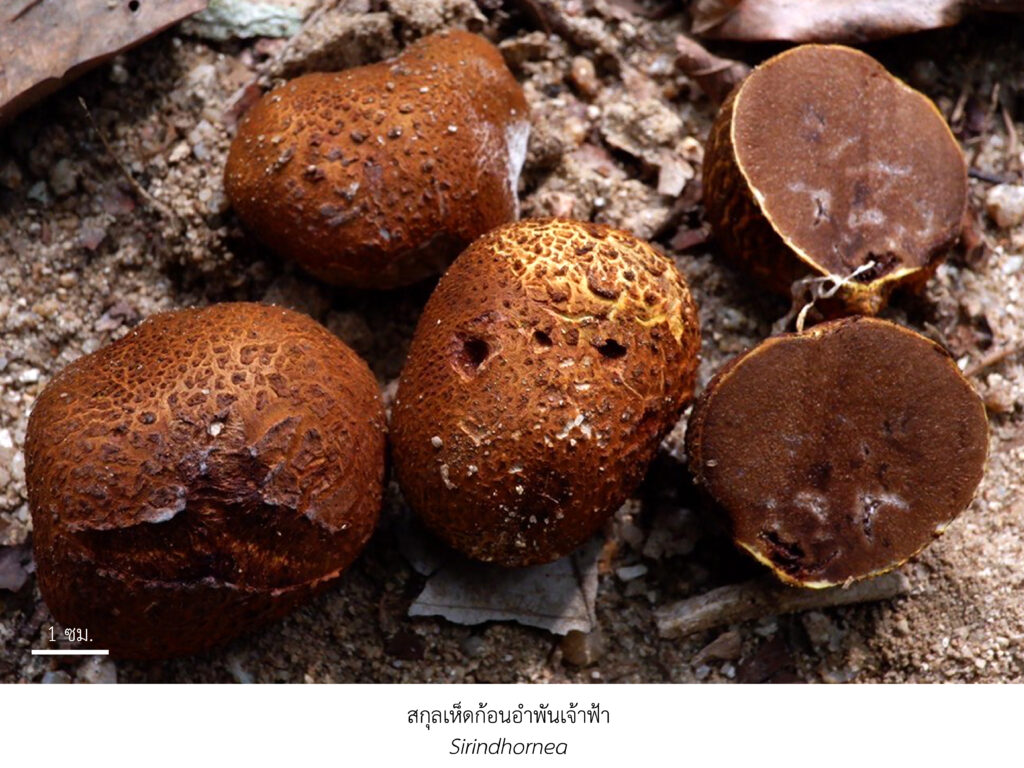 Chula Announces Discovery of 43 New Species to the World