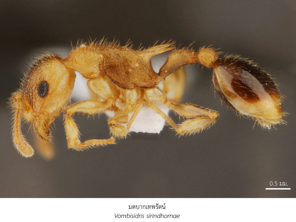 Chula Announces Discovery of 43 New Species to the World