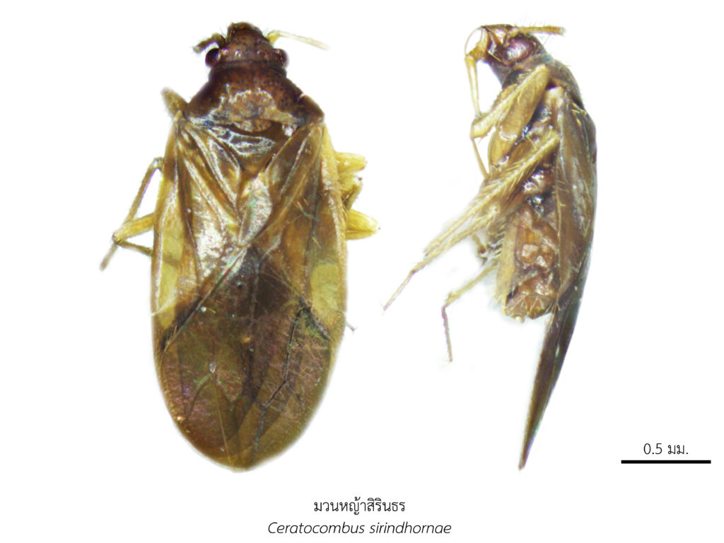 Chula Announces Discovery of 43 New Species to the World