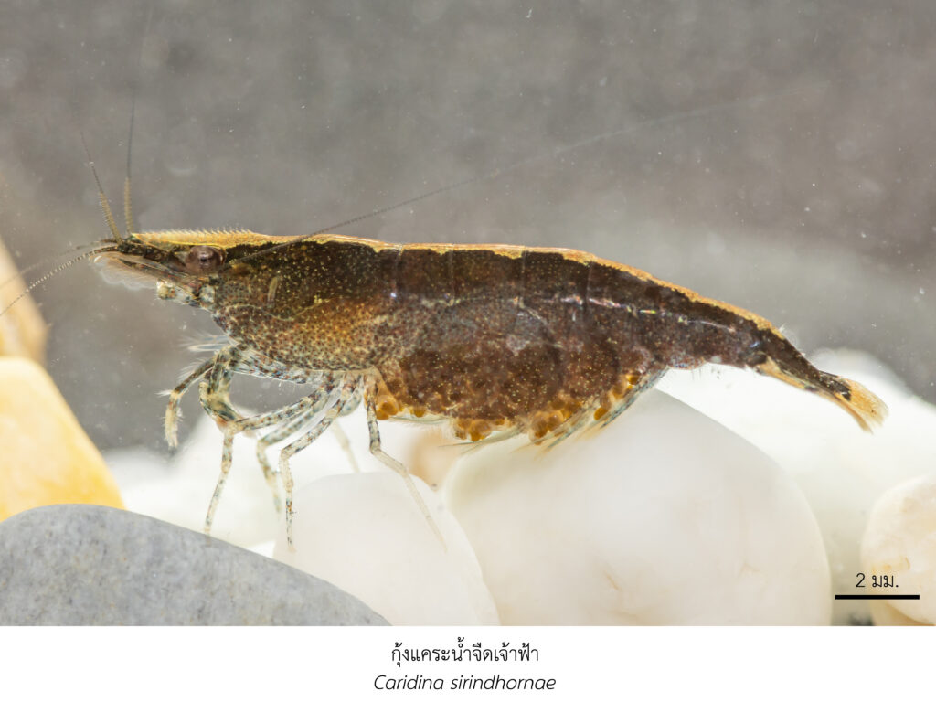 Chula Announces Discovery of 43 New Species to the World