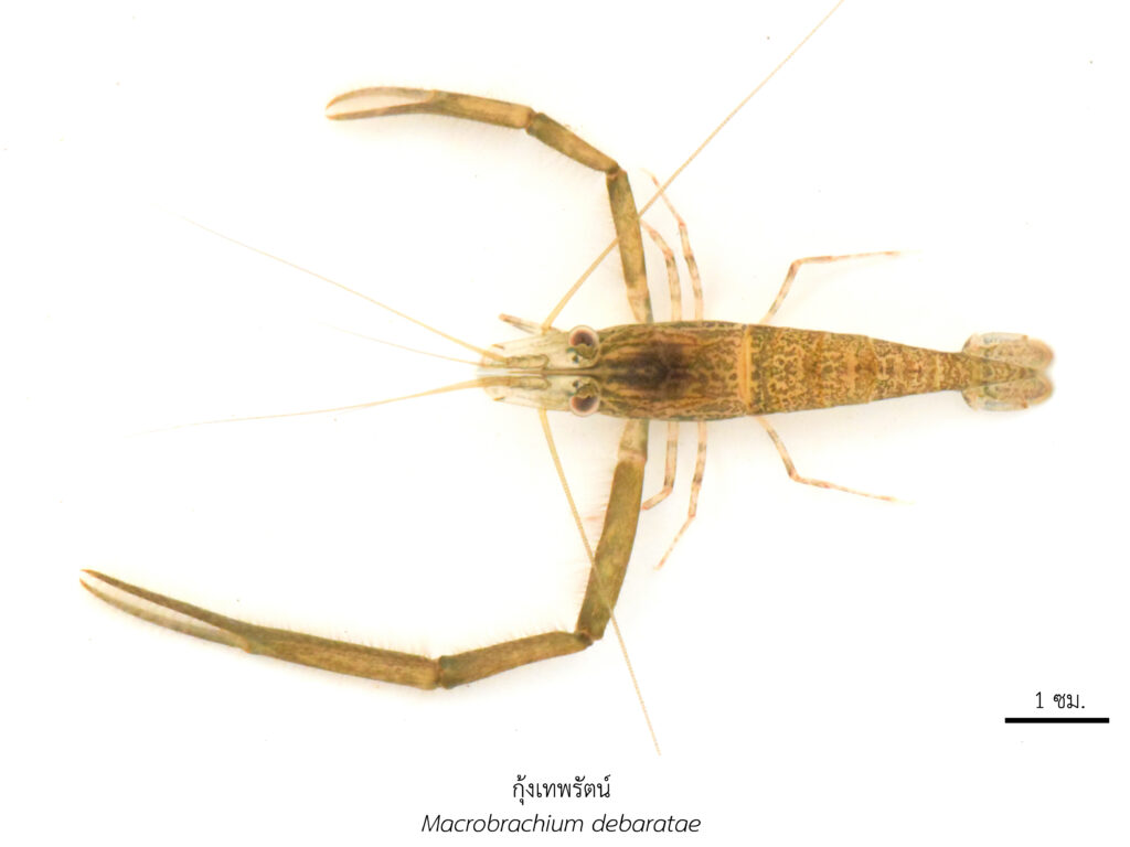 Chula Announces Discovery of 43 New Species to the World