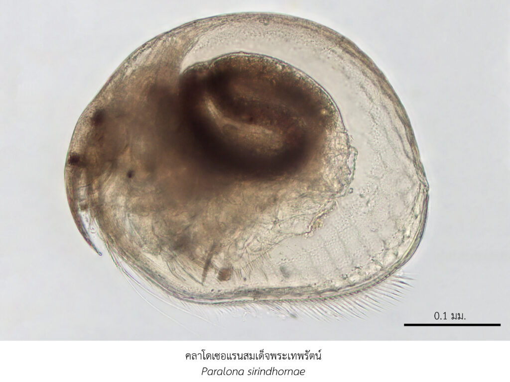 Chula Announces Discovery of 43 New Species to the World