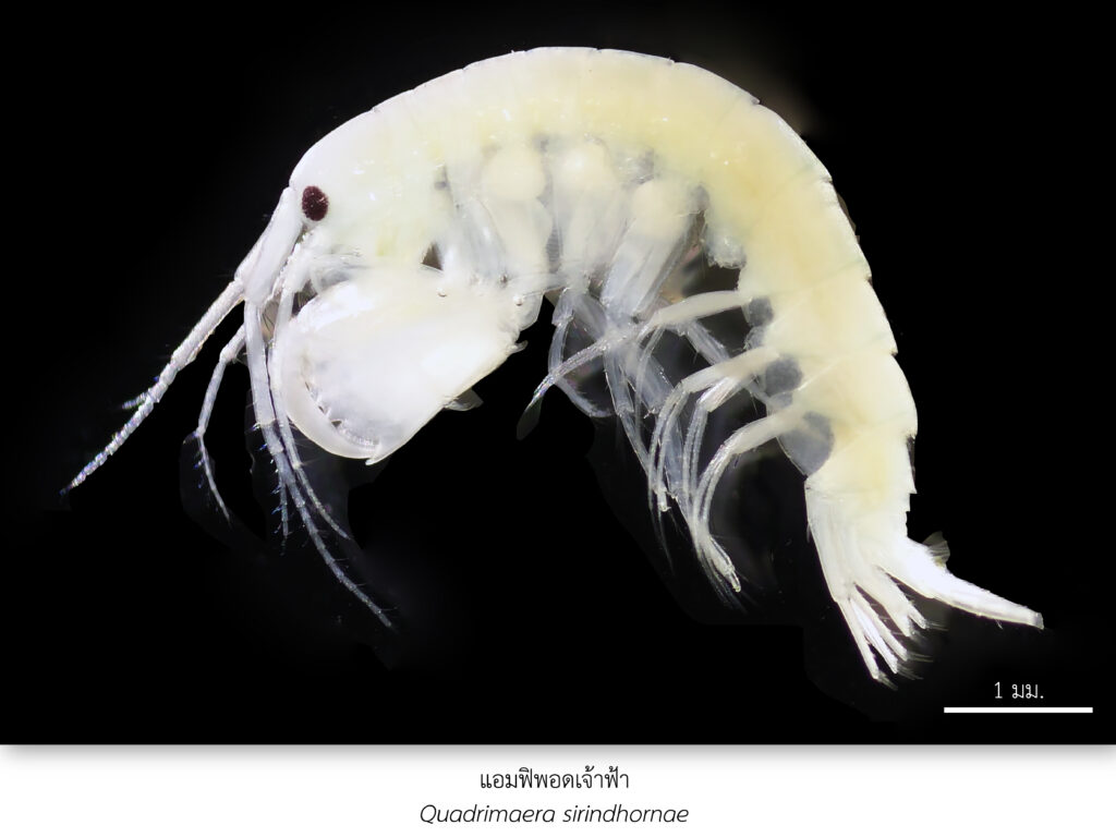 Chula Announces Discovery of 43 New Species to the World