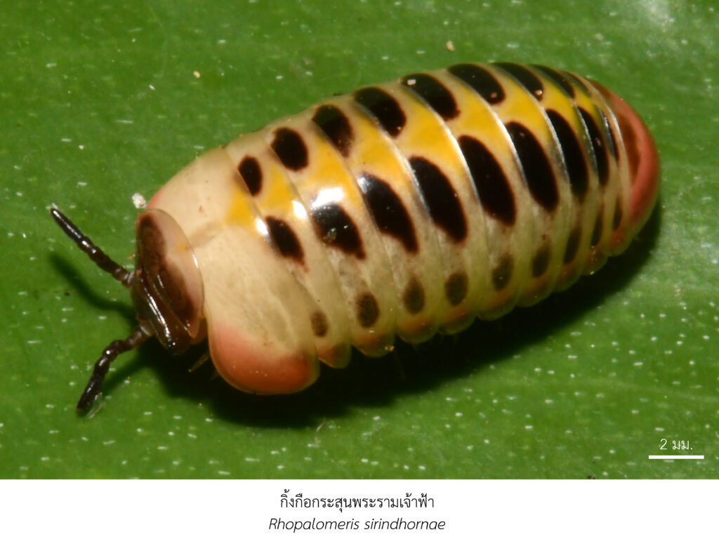 Chula Announces Discovery of 43 New Species to the World