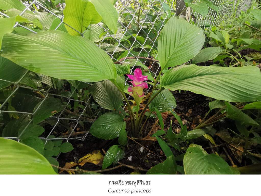 Chula Announces Discovery of 43 New Species to the World