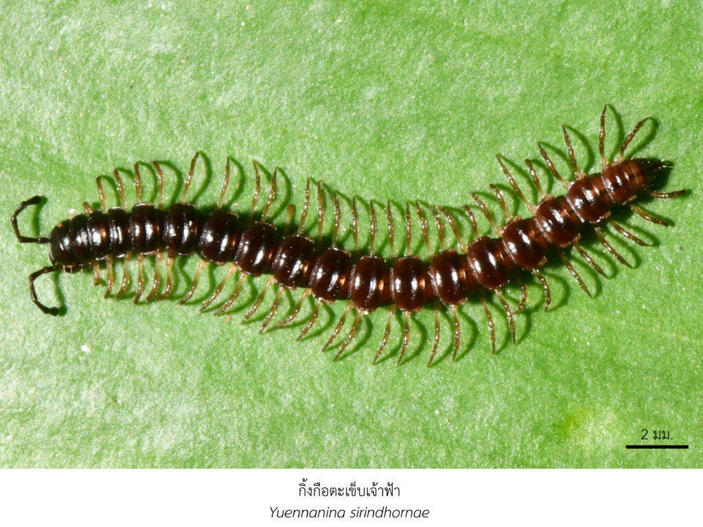 Chula Announces Discovery of 43 New Species to the World