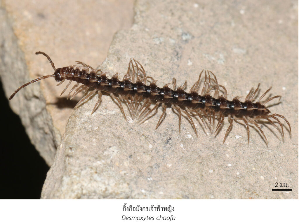 Chula Announces Discovery of 43 New Species to the World