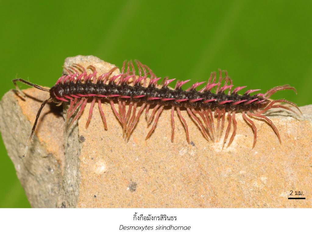 Chula Announces Discovery of 43 New Species to the World