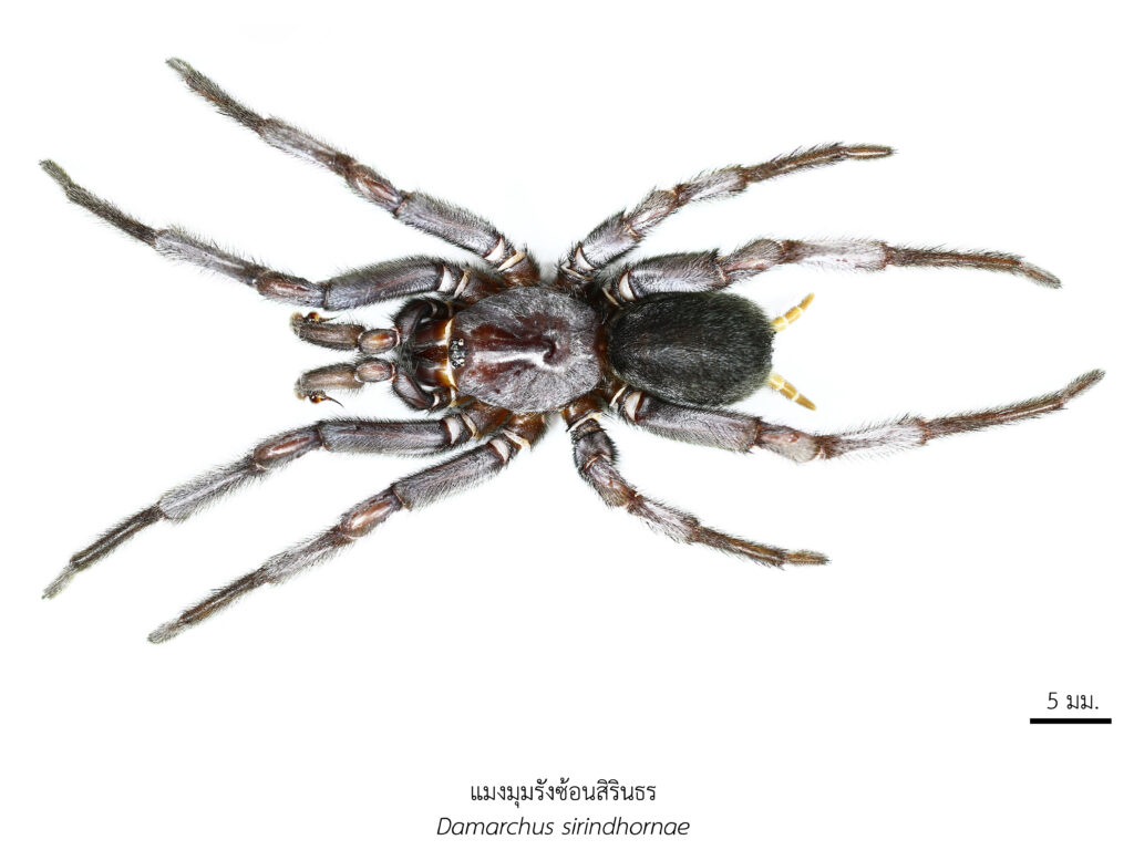 Chula Announces Discovery of 43 New Species to the World