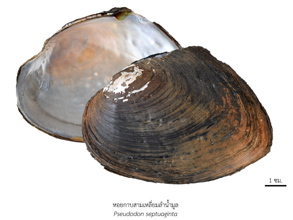 Chula Announces Discovery of 43 New Species to the World