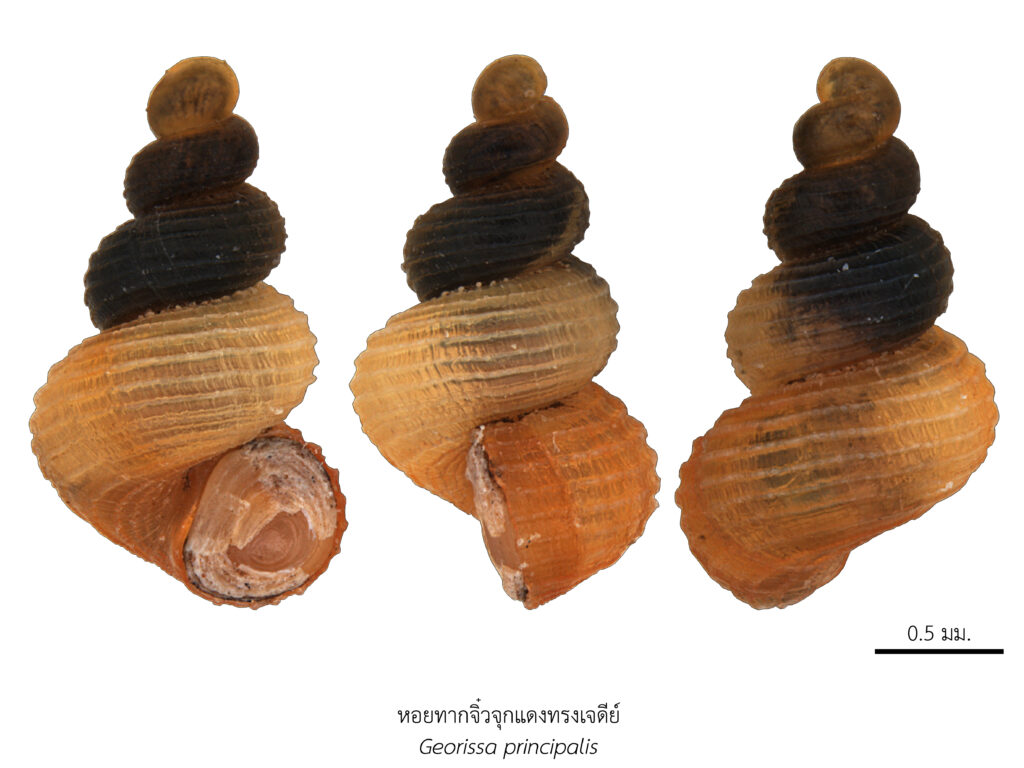 Chula Announces Discovery of 43 New Species to the World