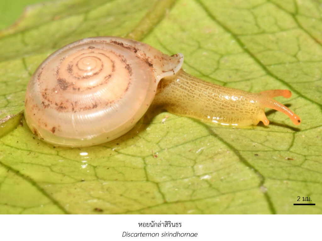 Chula Announces Discovery of 43 New Species to the World