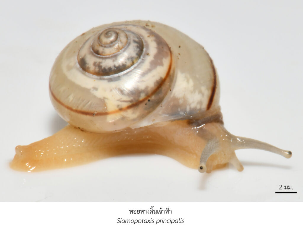 Chula Announces Discovery of 43 New Species to the World