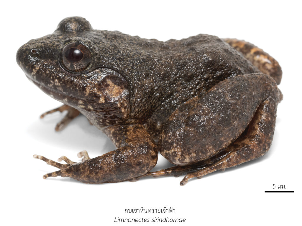 Chula Announces Discovery of 43 New Species to the World