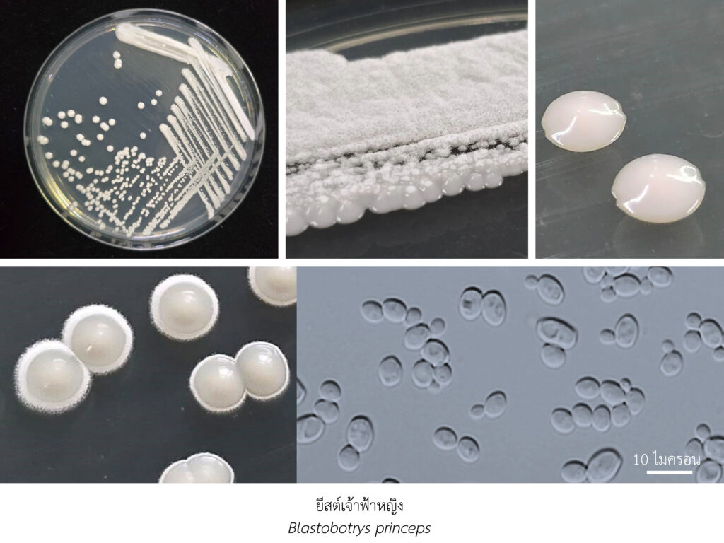 Chula Announces Discovery of 43 New Species to the World