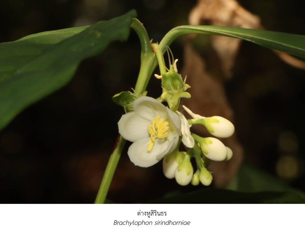 Chula Announces Discovery of 43 New Species to the World