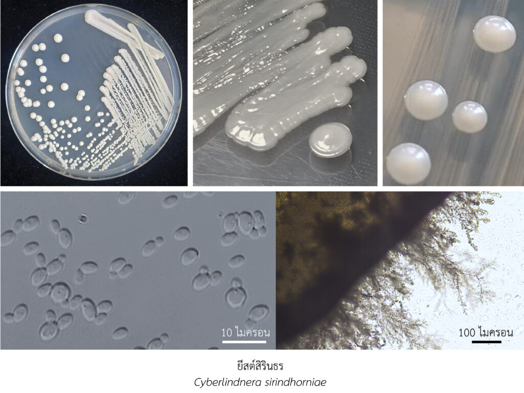 Chula Announces Discovery of 43 New Species to the World