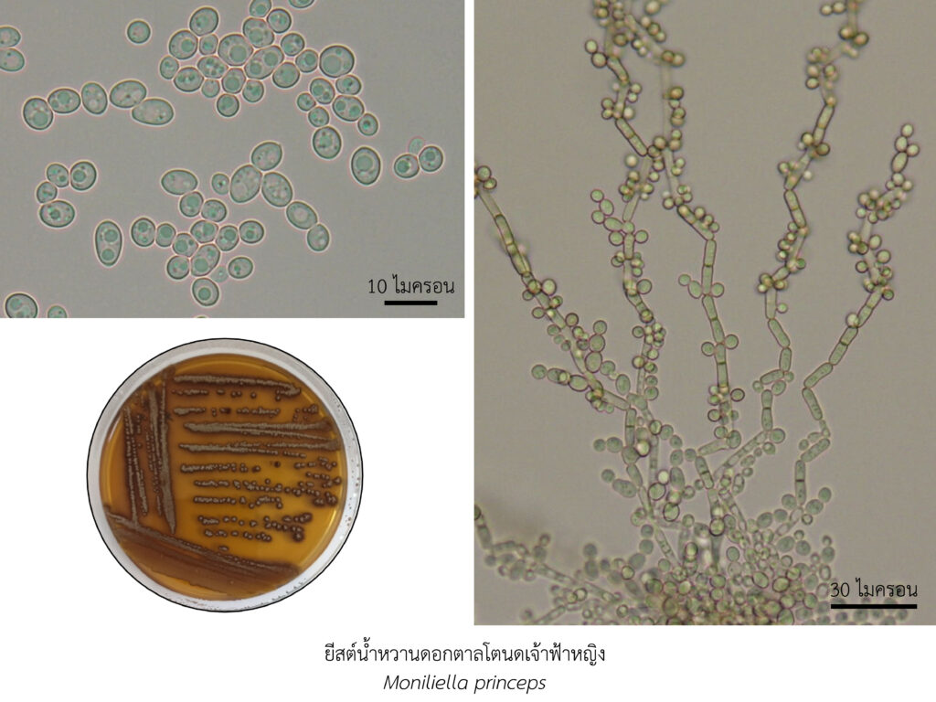 Chula Announces Discovery of 43 New Species to the World