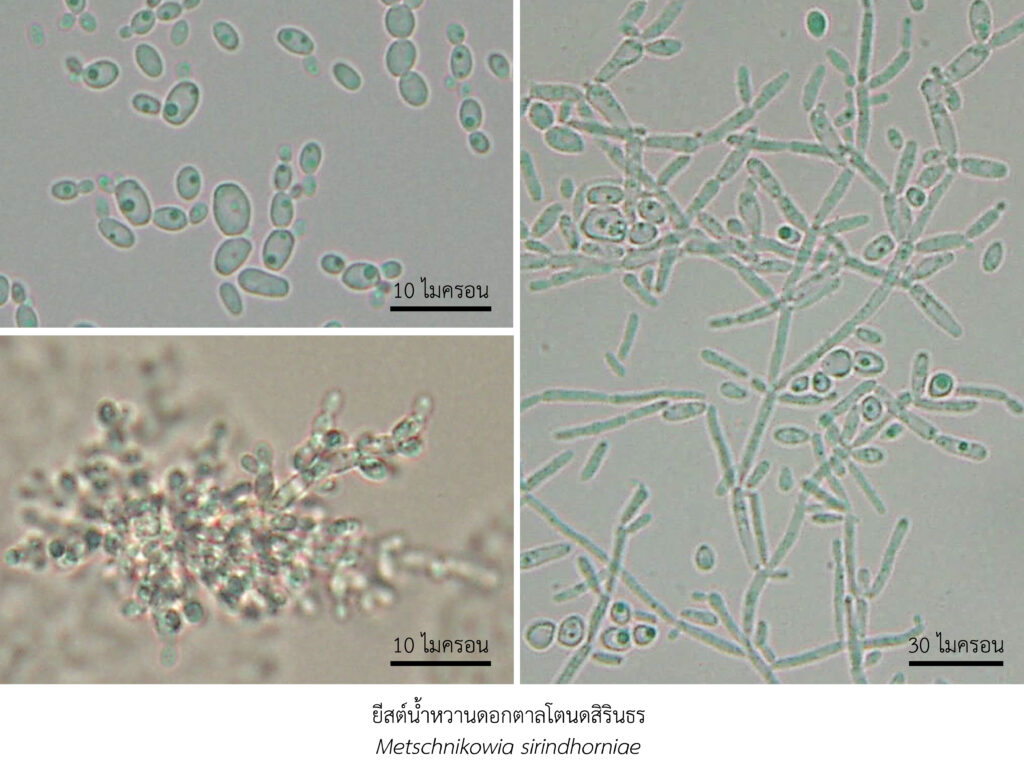 Chula Announces Discovery of 43 New Species to the World