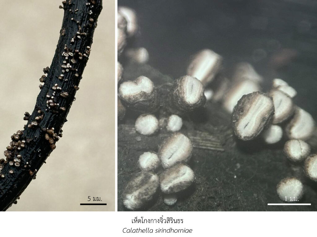 Chula Announces Discovery of 43 New Species to the World