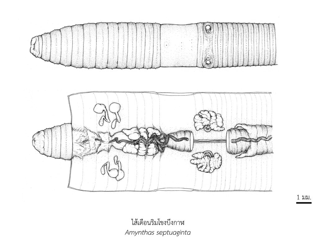 Chula Announces Discovery of 43 New Species to the World