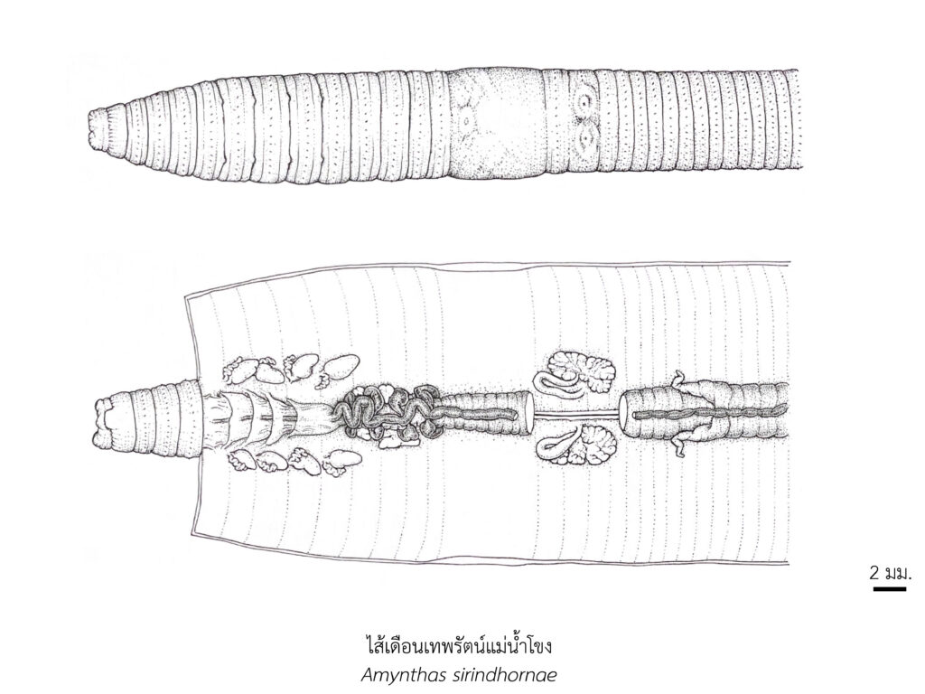 Chula Announces Discovery of 43 New Species to the World