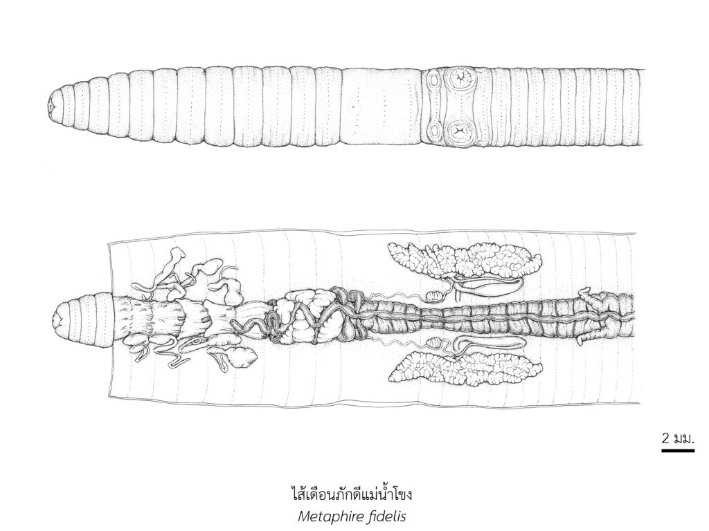 Chula Announces Discovery of 43 New Species to the World