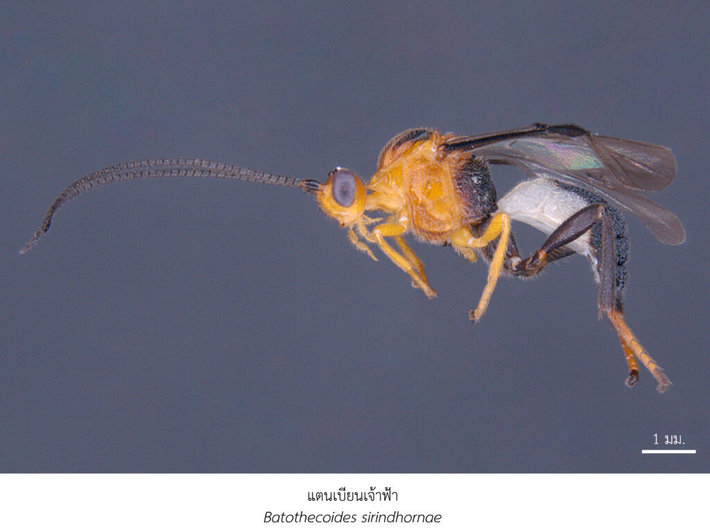 Chula Announces Discovery of 43 New Species to the World